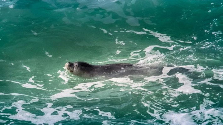 כלב ים נזירי. צילום: חגי קרפ