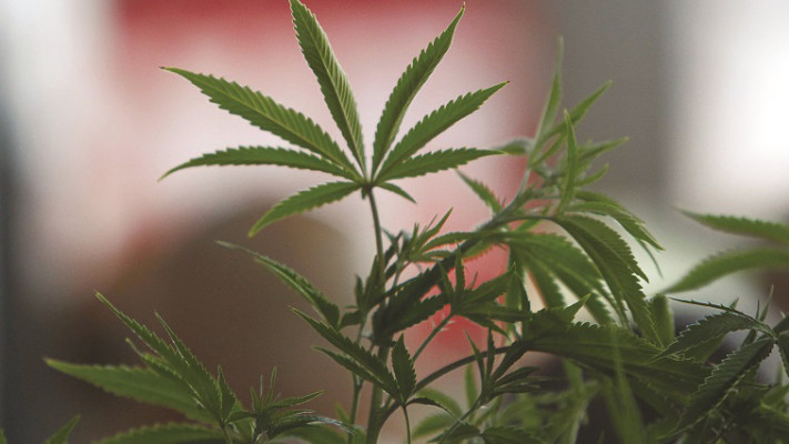 &quot;ראינו עלייה משמעותית בסימנים ההתנהגותיים הקשורים לסכיזופרניה&quot;. צילום: רויטרס