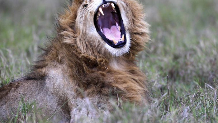 הסיכוי היחיד של השמאל, ארייה בשמורת הטבע של ניירובי בקניה. צילום: רויטרס