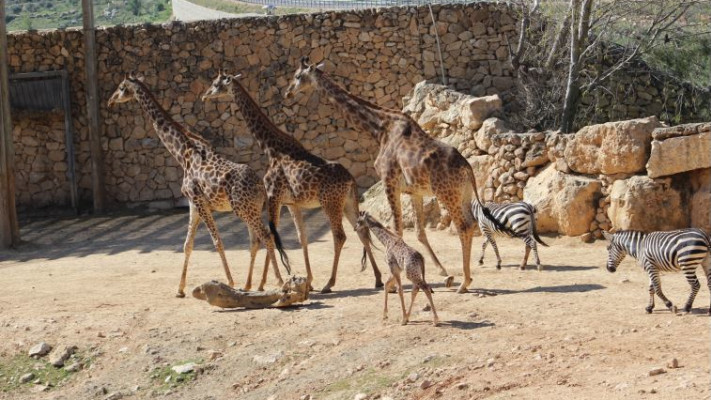 הג'ירפות וגוריהן בגן החיות התנ"כי. צילום: שי בן עמי