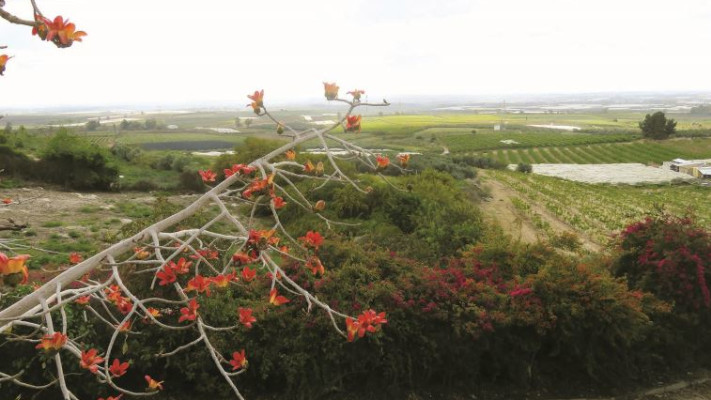 נוף בכרמי יוסף. צילום: מיטל שרעבי