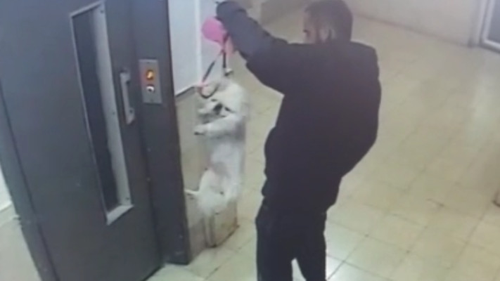 תיעוד התעללות בכלבה. צילום מסך