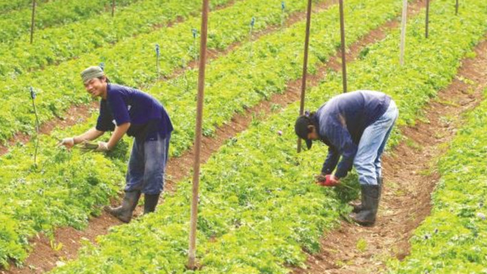 עובדים זרים בחקלאות