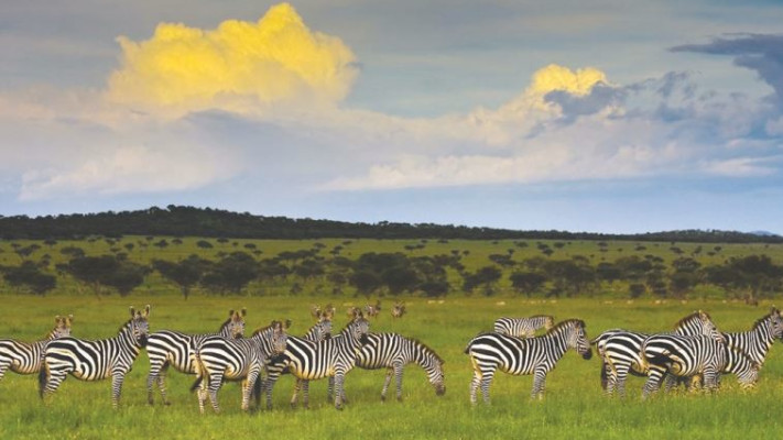 שמורת טבע באפריקה. צילום: כרמל תיירות