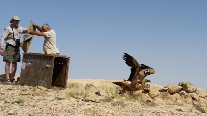 שחרור נשר בגן לאומי עין עבדת. צילום: רשות הטבע והגנים