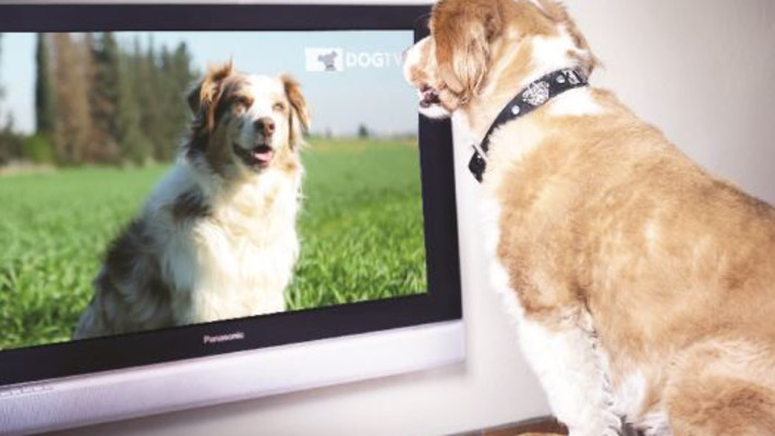 איזו מין שלווה, ערוץ הכלבים. צילום: יח&quot;צ