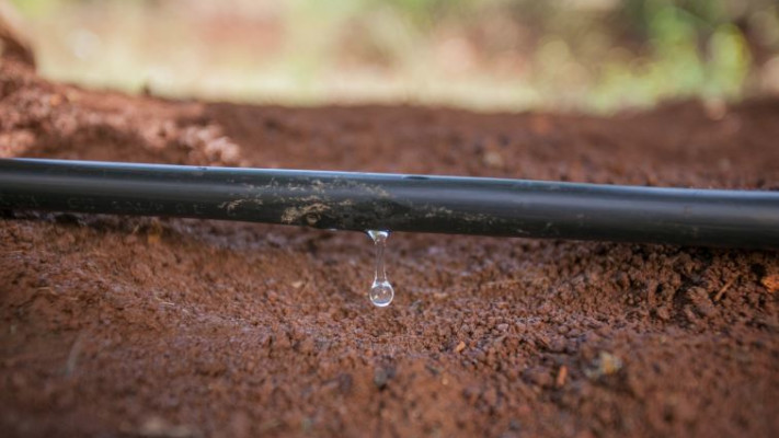 טפטפה. צילום: באדיבות נטפים