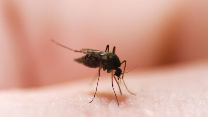 לא כל כך חסרי תועלת, יתוש