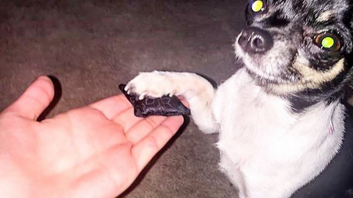 העיקר שהכלב מיני מבסוט. צילום: מתוך אתר המירור