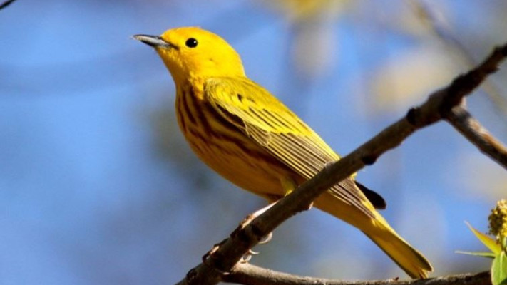 סבכון צהוב. צילום: ויקימדיה