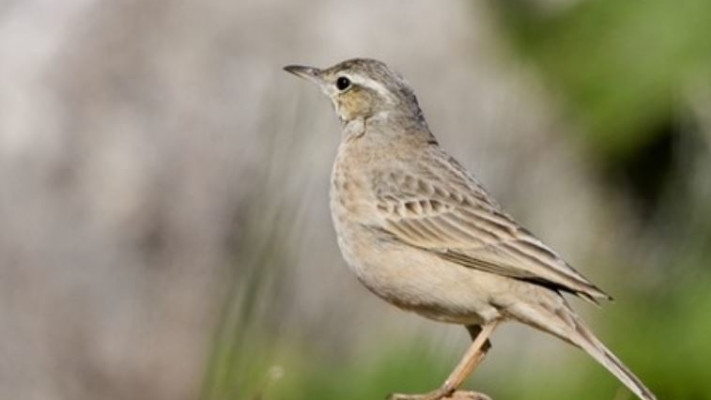 פיפיון הרים. ישראל מהמקומות הטובים בעולם לתצפת עליו. צילום: תומס קרומנר, החברה להגנת הטבע