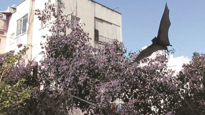 אחד העטלפים. כמו מפגן ראווה של מטוסי חיל האוויר ביום העצמאות. צילום: נתן זהבי