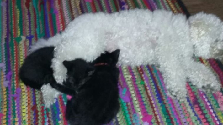 נטשה וגורי החתולים שאימצה. צילום: רותם בר