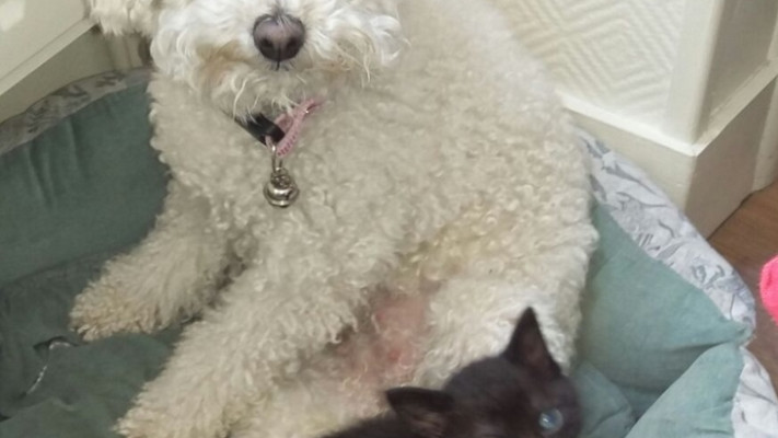 נטשה ואחד החתלתולים הקטנים. צילום: אורי בר