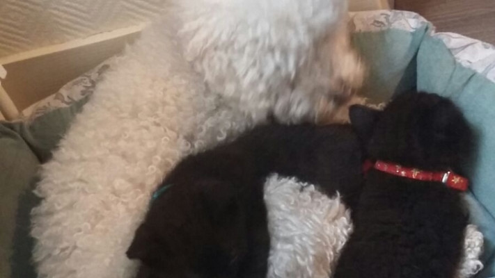 נטש, מישה וגרישה אחרי יום מעייף. צילום: אורי בר