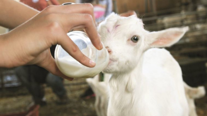 &quot;טבע עז&quot;. צילום: מיטל שרעבי, עמרי אילת, דודי לזר, עדי פרץ, באדיבות אוצרות הגליל