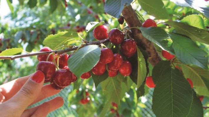 קטיף דובדבנים