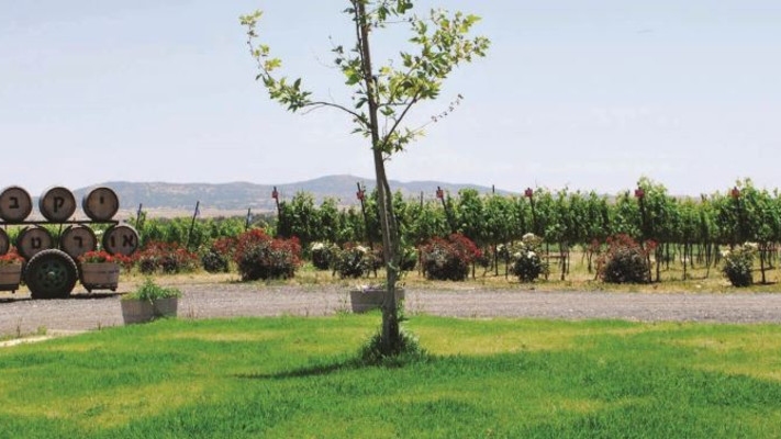 רחבת יקב אורטל