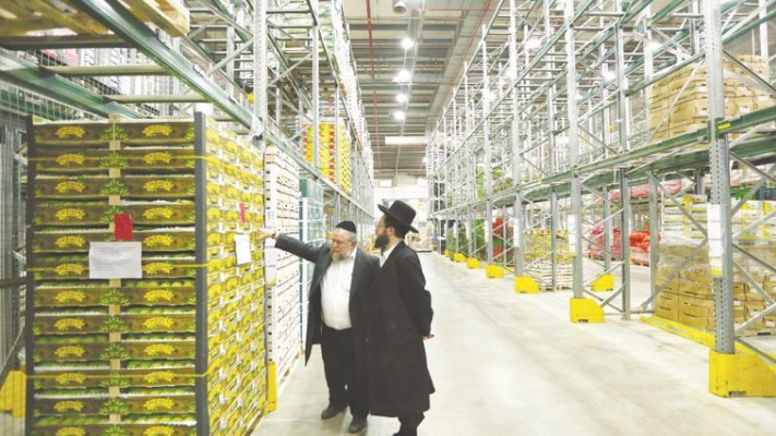 החגבים עוברים גם את מבחן הכשרות. צילום: יעקב נחומי, פלאש 90 - למצולמים אין קשר לכתבה