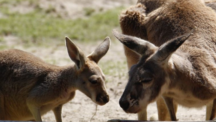 קנגורו. צילום: רויטרס