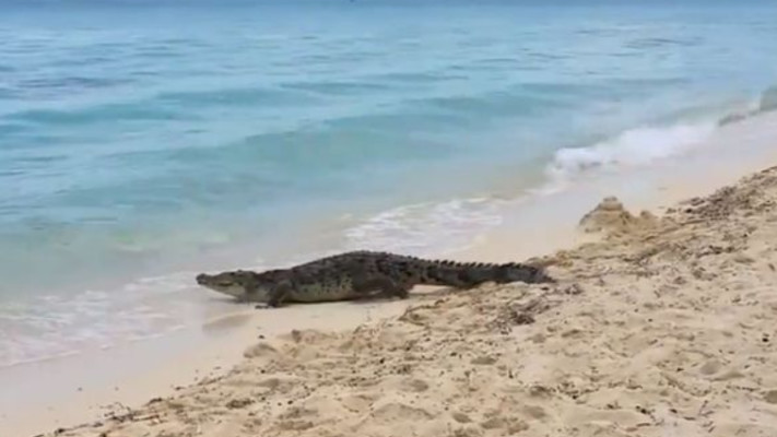 רק רצה להתקרר במים הצוננים. צילום: מתוך המירור