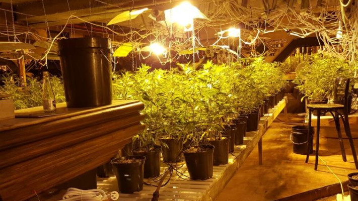 השתילים שנתפסו בתל אביב. צילום: חטיבת דובר המשטרה