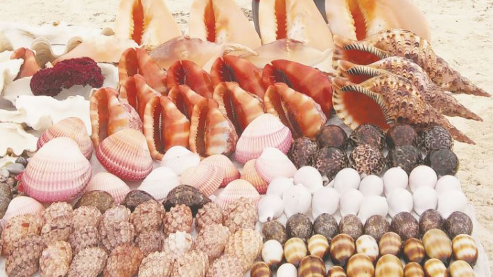 אלמוגים. צילום: קרני אלדד