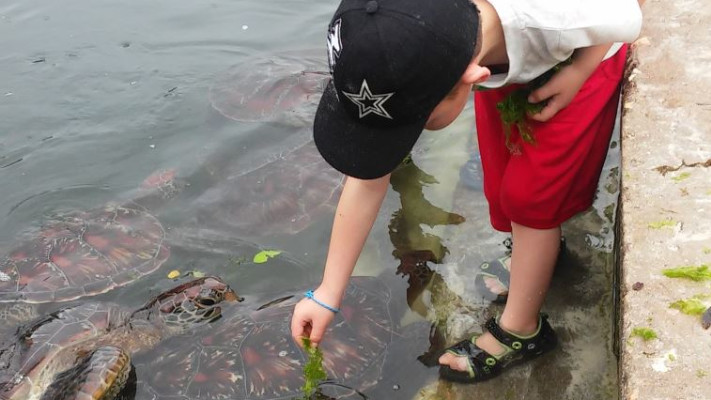 צבים ענקיים. צילום: קרני אלדד
