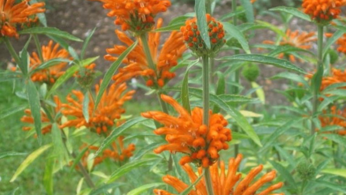 אוזן ארי אפריקני, צילום: באדיבות משתלת הסוכה בית ירוק