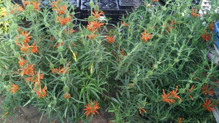 אוזן ארי אפריקני, צילום: באדיבות משתלת הסוכה בית ירוק