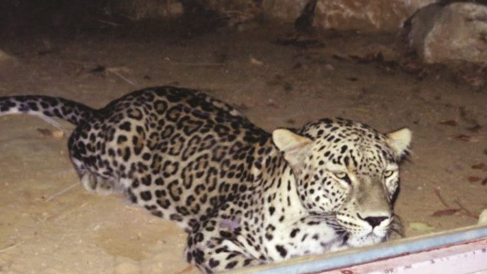 סיור שקיעה בגן החיות התנכ''י. צילום: יערה פורסט תמרי