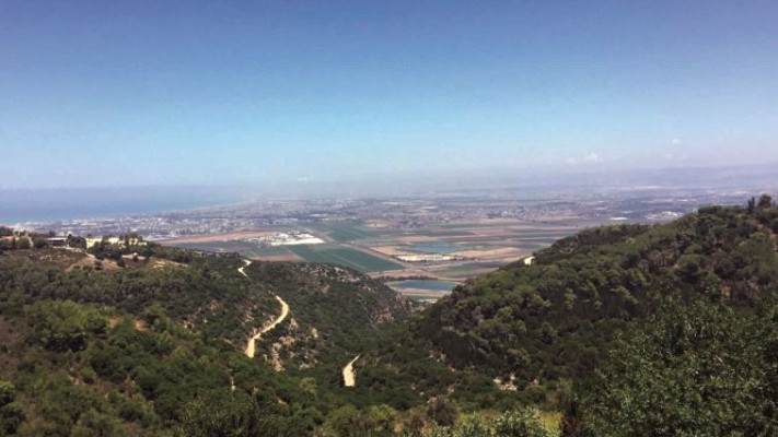 עספיא. צילום: מיטל שרעבי