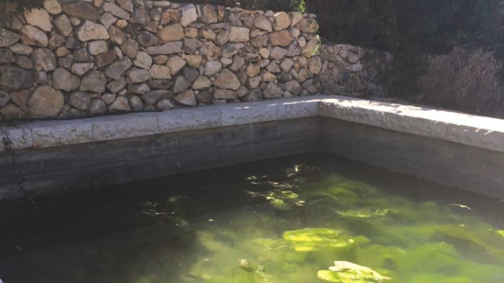 בריכת המעיין של הכפר. צילום: מיטל שרעבי