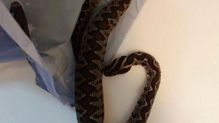 נחש הצפע שהובא לבית החולים. צילום: המרכז הרפואי זיו