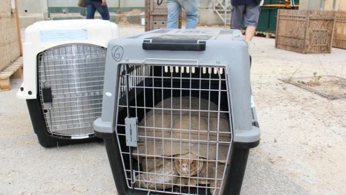 צב מועבר הבוקר במסגרת "מבצע ספארי". צילום: דוברות המתפ"ש