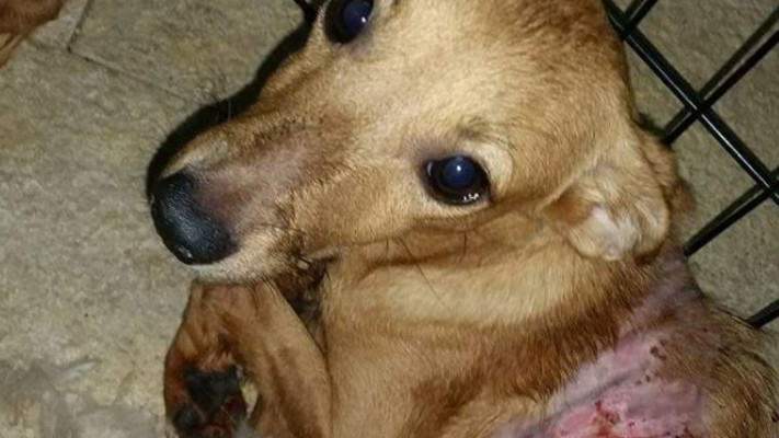 כלב שעבר התעללות. צילום: דניאלה אורטנר