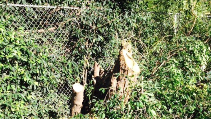 העצים הכרותים. צילום: באדיבות הדיירים