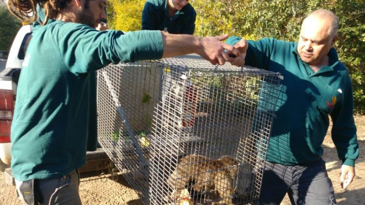 בריא ושלם אך קצת מבוהל. צילום: באדיבות הספארי 