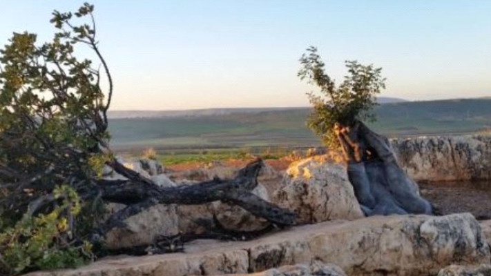 עץ החרוב המיתולוגי של פסגת הארבל קרס. צילום: רשות הטבע והגנים 