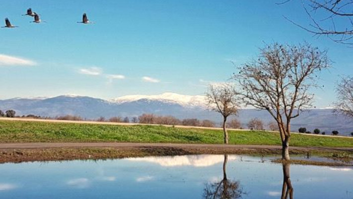 אגמון החולה