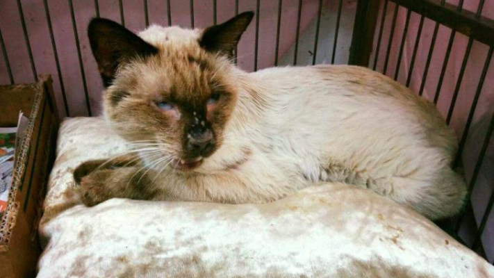 החתול פוזילי. ככל הנראה ננטש על ידי משפחה .צילום: יח&quot;צ