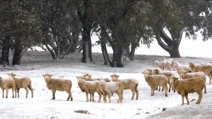 Ingimage כבשים חרמניות בחורף. צילום