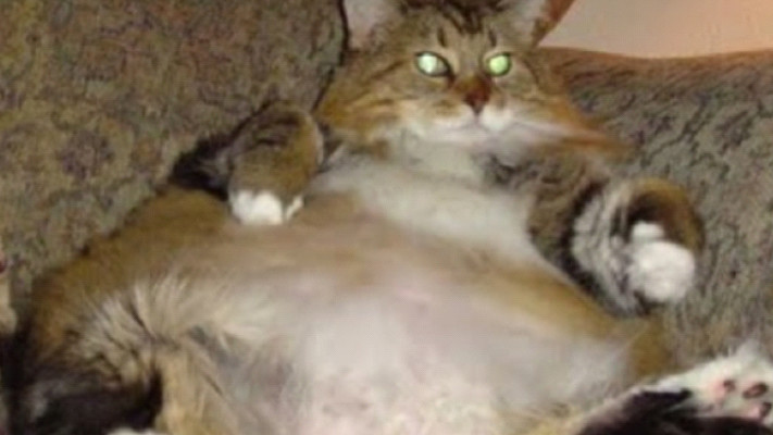 אסור להיות שמן ביפן. צילום מסך: אינסטגרם