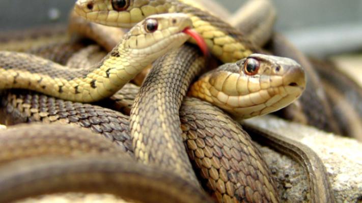 מכבי האש בבנגקוק  הוצפו בקריאות לעזרה בגלל נחשים. צילום: טוויטר