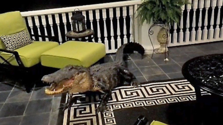 למרות גודלם, לא קטלניים כמו שנדמה. צילום מסך דרך טוויטר