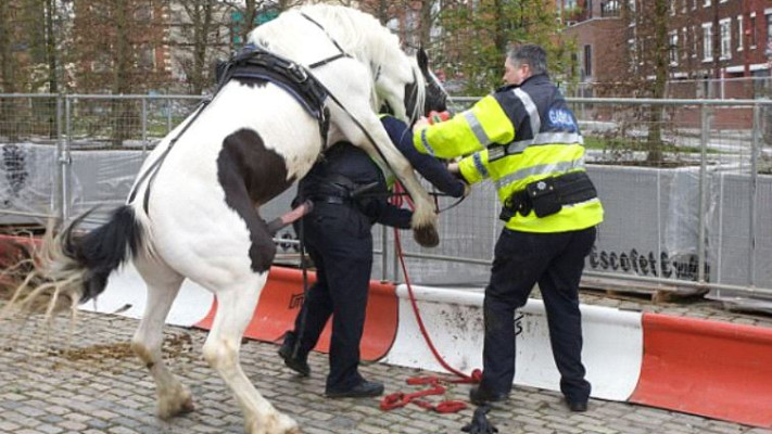 עבודה משטרתית למופת. צילום מסך