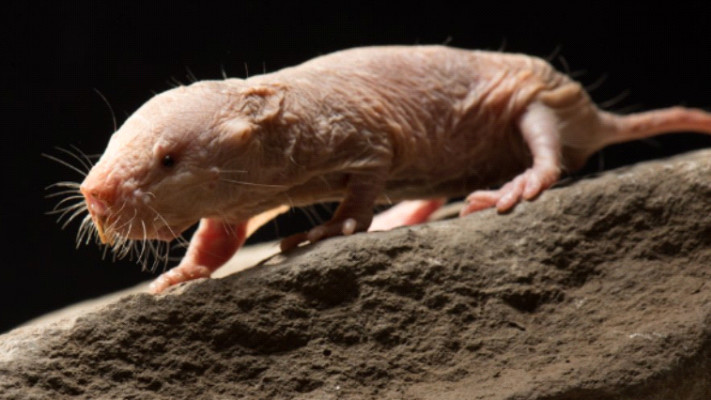 חולד עירום, צילום מסך טוויטר