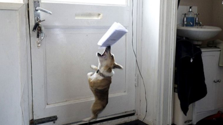 טייני, הכלב הכי מפחיד בעולם. צילום מסך