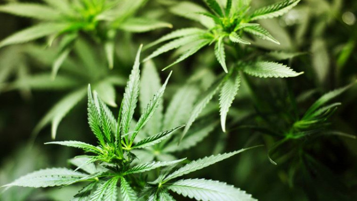 קנביס רפואי לטיפול בכאבי מחזור? בניו-יורק שוקלים את הרעיון. אינגאימג