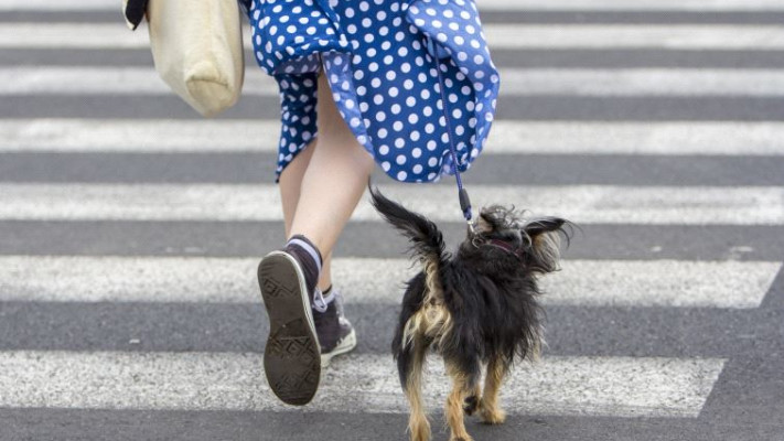 בעלי כלבים הולכים ביום 22 דקות יותר מהשאר. אינגאימג